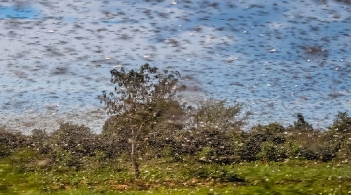Huge swarm of hungry locust in flight near Morondava in Madagascar